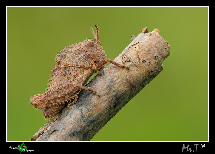 Grillo corazzato....Ocneridia nigropunctata (giovane)