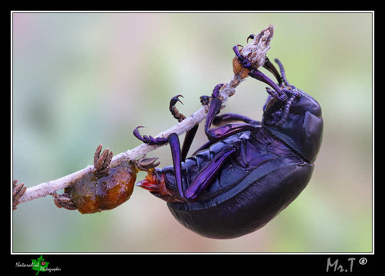 Timarcha pimelioides (Chrysomelidae) in deposizione!