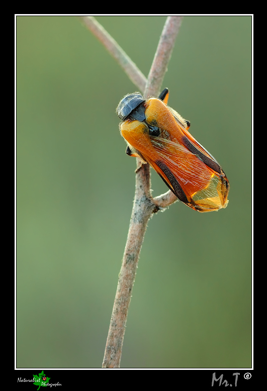 Aiuto riconoscimento insetto: Sitaris solieri