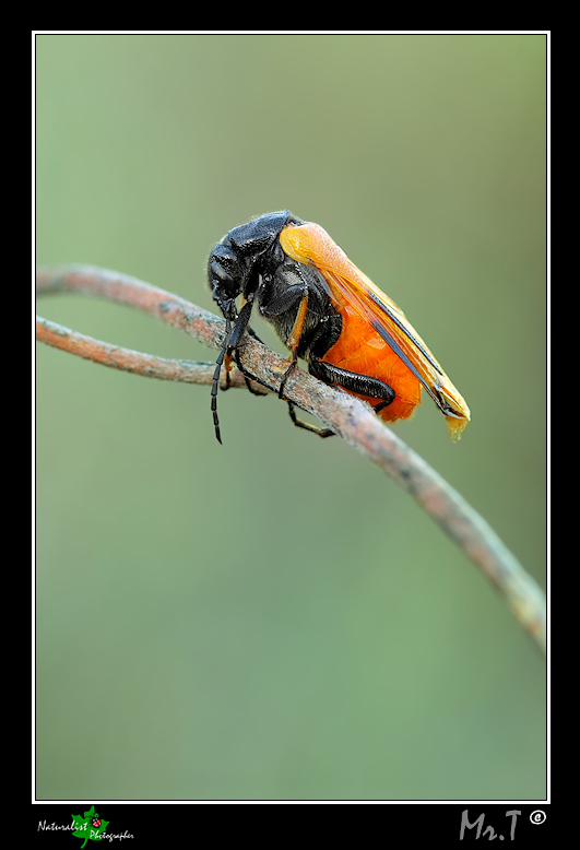 Aiuto riconoscimento insetto -   [ spostata in Coleoptera ]