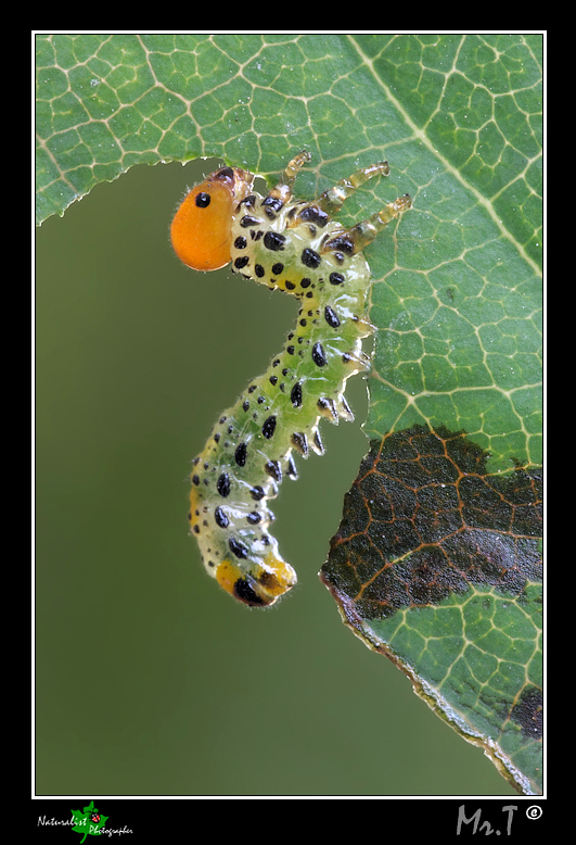 Bruco di Argidae