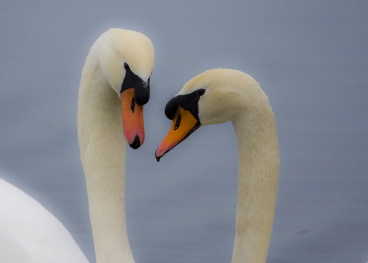 L''amour