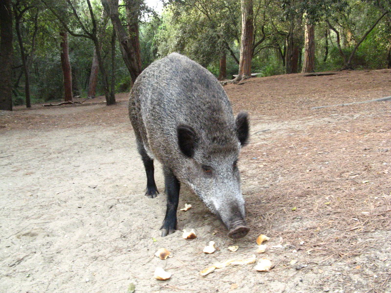 CINGHIALE