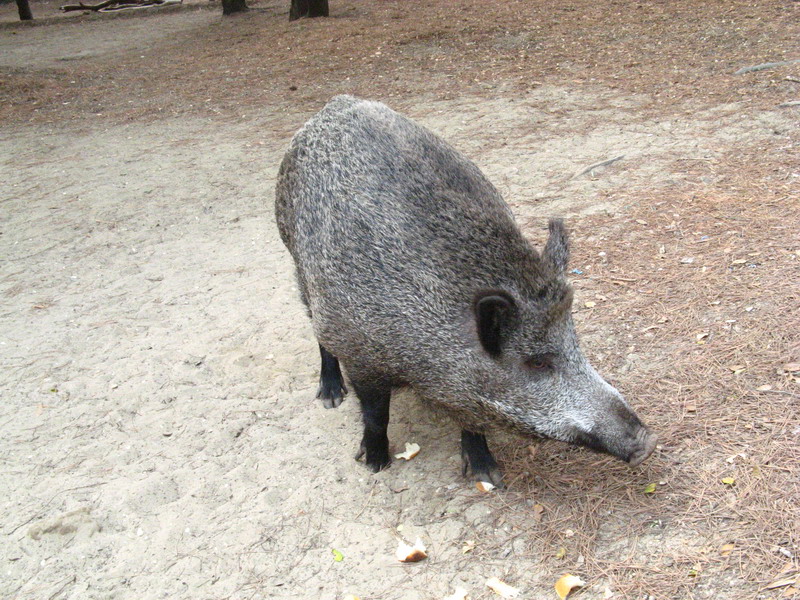 CINGHIALE