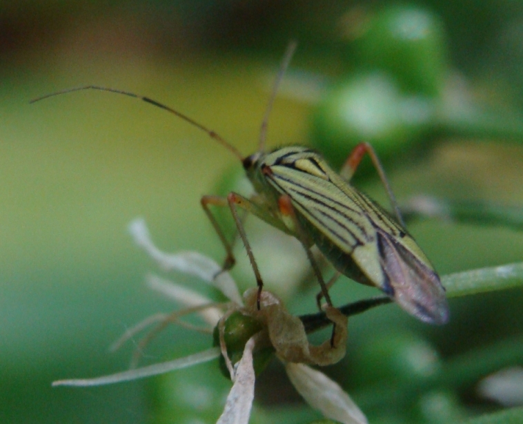 Il colorato Mermitelocerus schmidtii