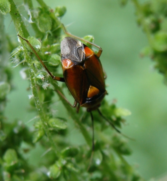 Miridae: Deraeocoris, Lygus e Lygocoris