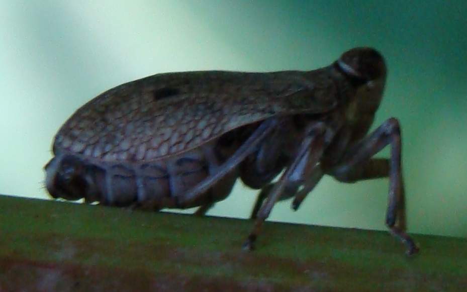 Issidae