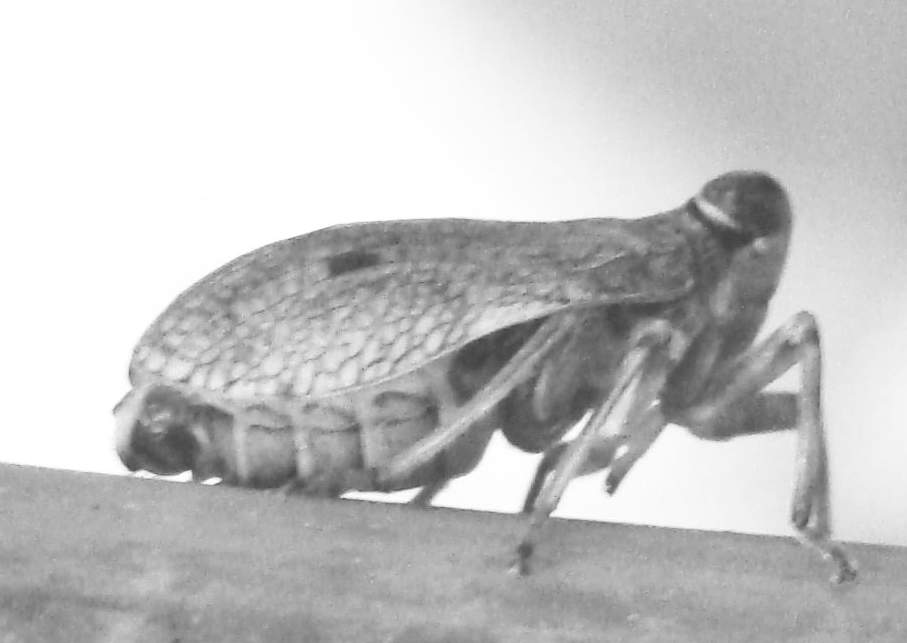 Issidae