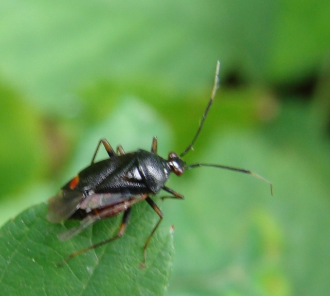 Miridae: Deraeocoris, Lygus e Lygocoris
