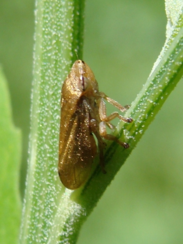 E'' un afroforide? S, Philaenus spumarius