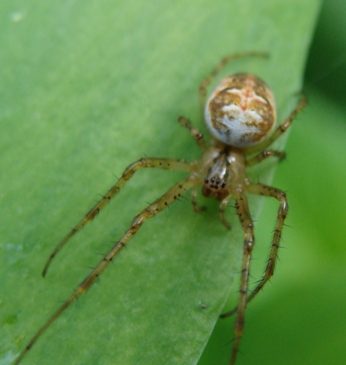 Metellina sp.