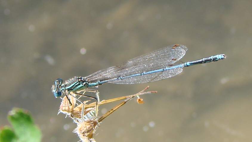 Odonata di Parco di Monza