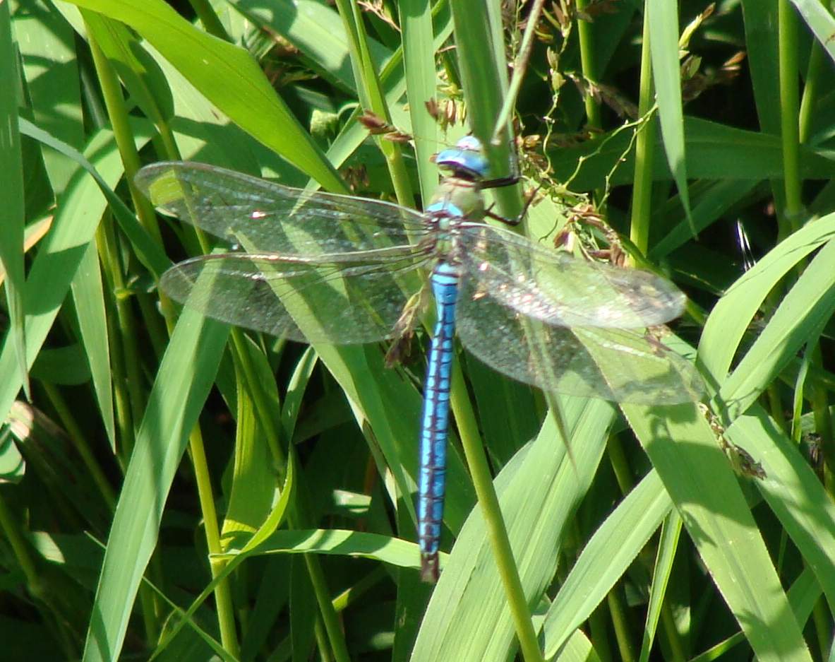 Odonata di Parco di Monza