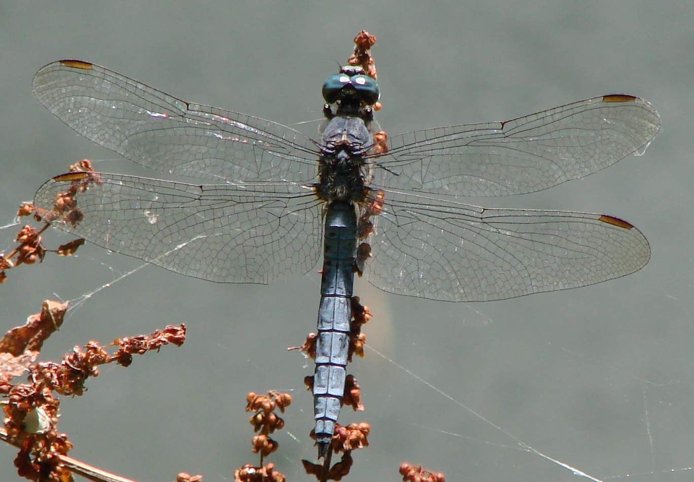 Odonata di Parco di Monza