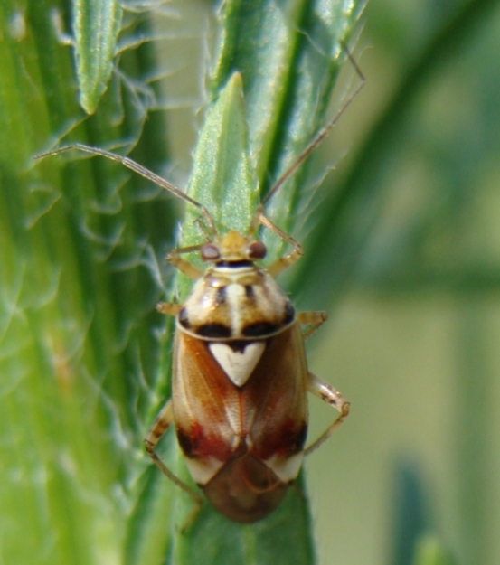 Miridae: Deraeocoris, Lygus e Lygocoris