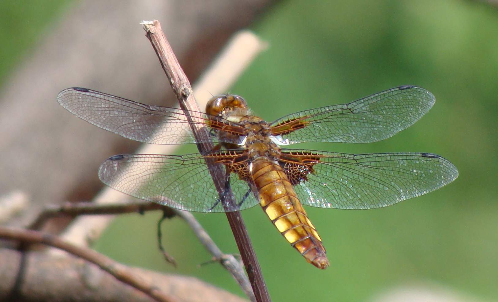 Odonata di Parco di Monza