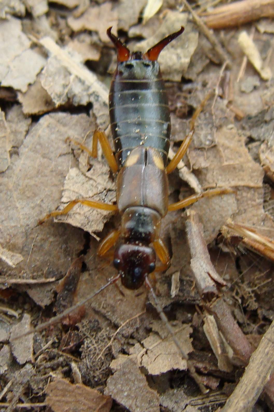 Dermatteri