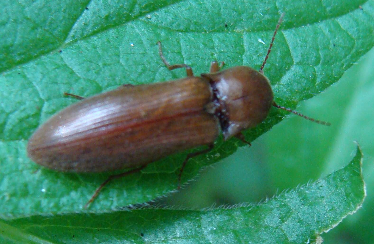 Elateridae (Agriotes litigiosus) e Meloidae (Stenoria analis)