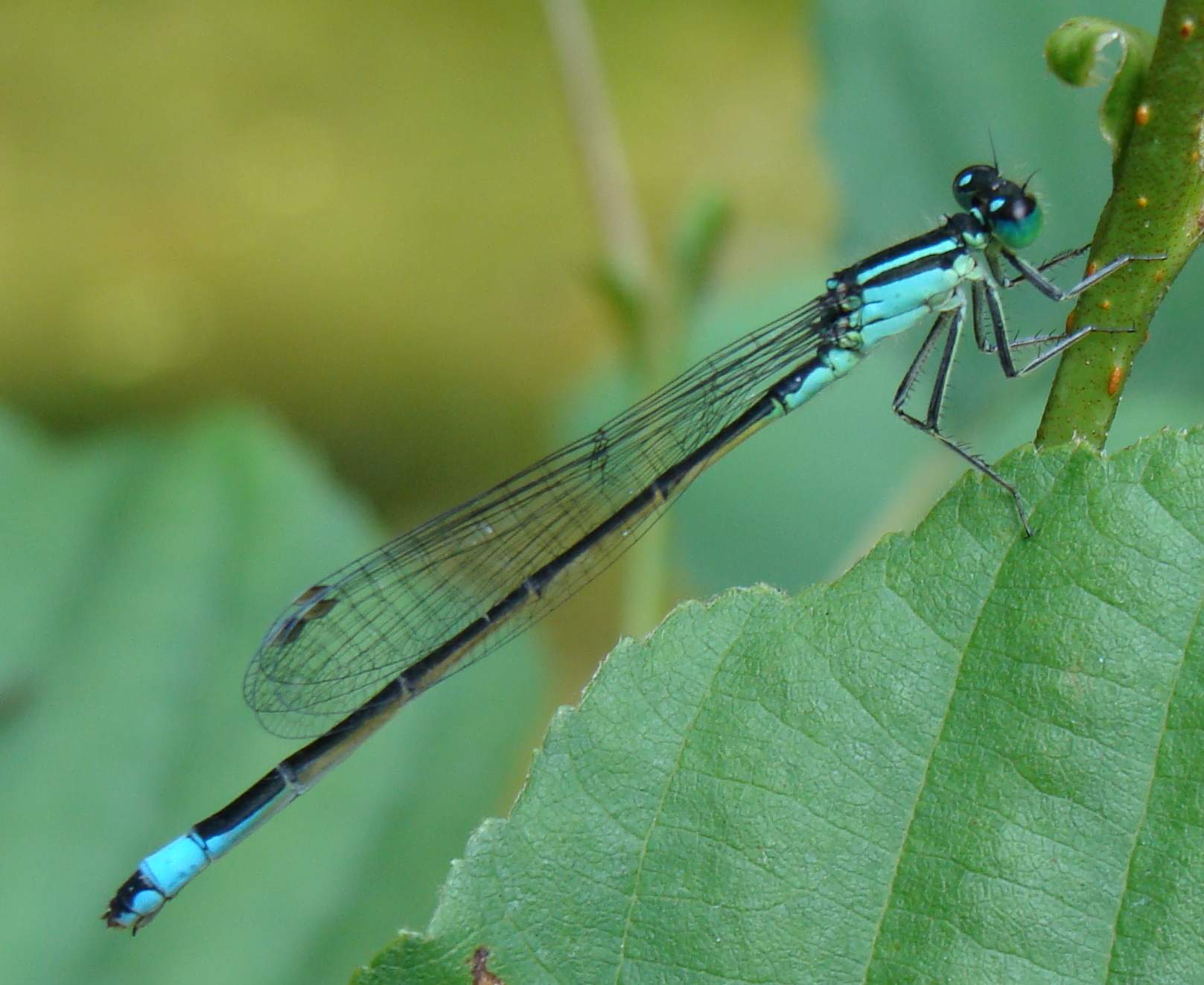 Odonata di Parco di Monza