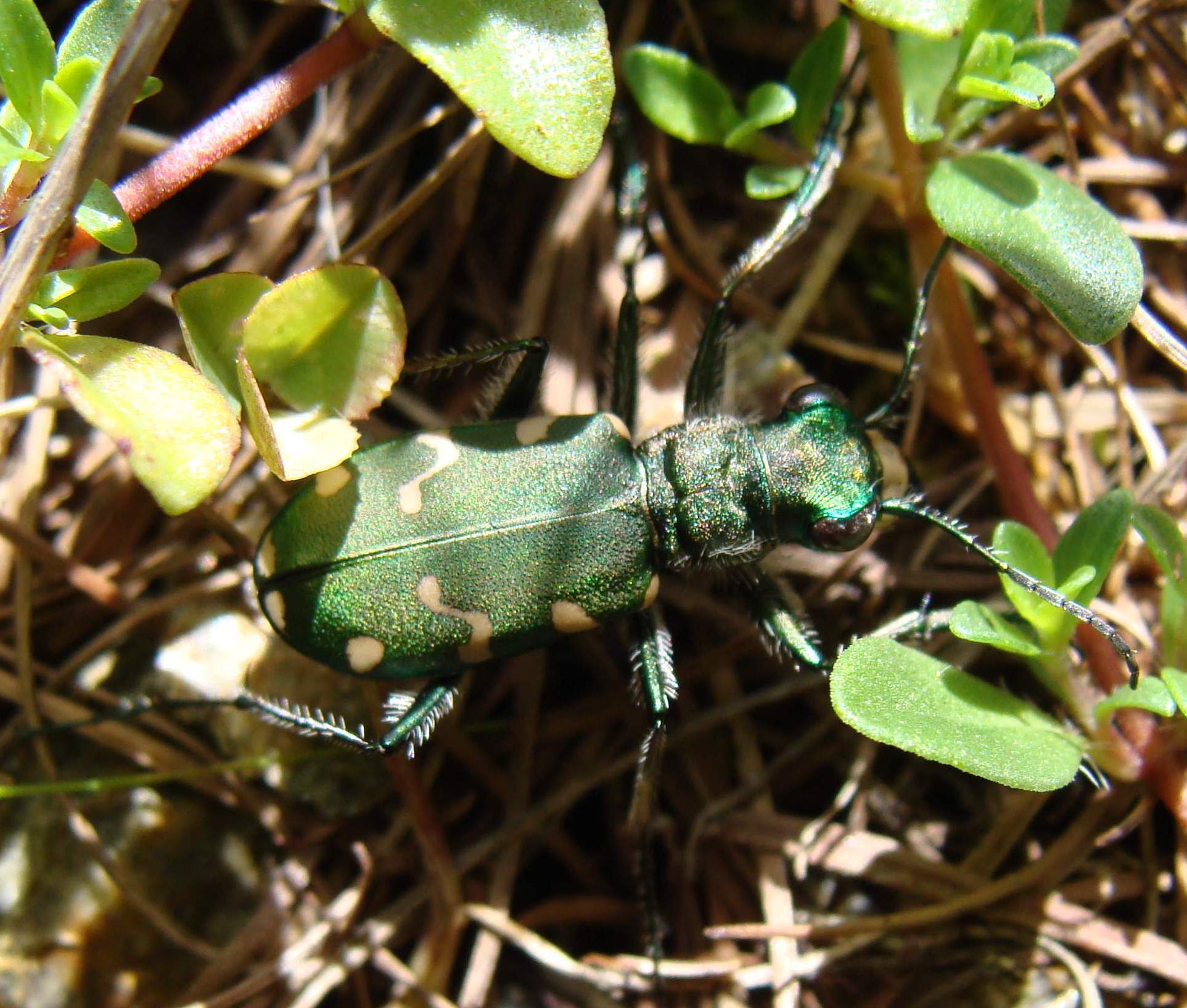 Cicindela gallica a Livigno