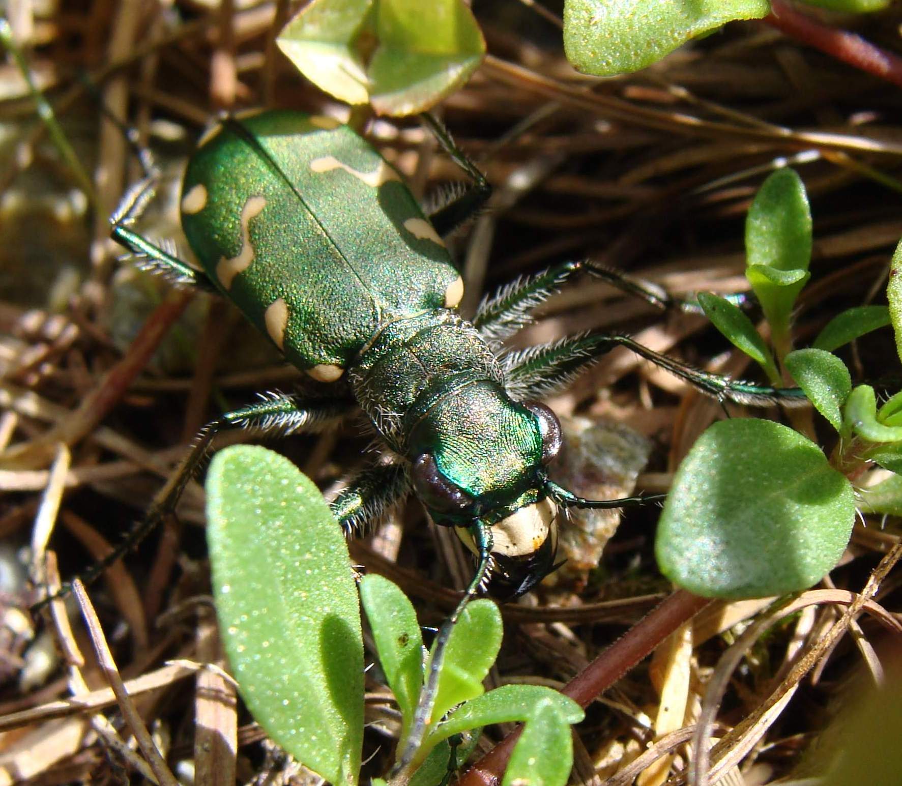 Cicindela gallica a Livigno