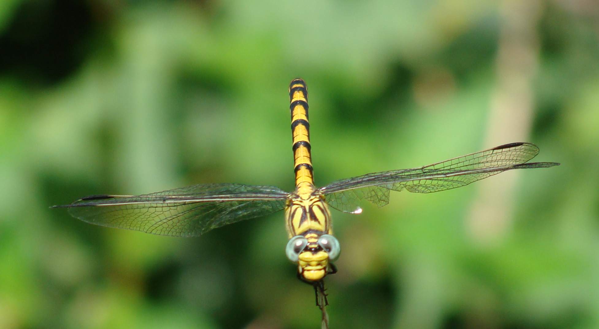 Odonata di Parco di Monza