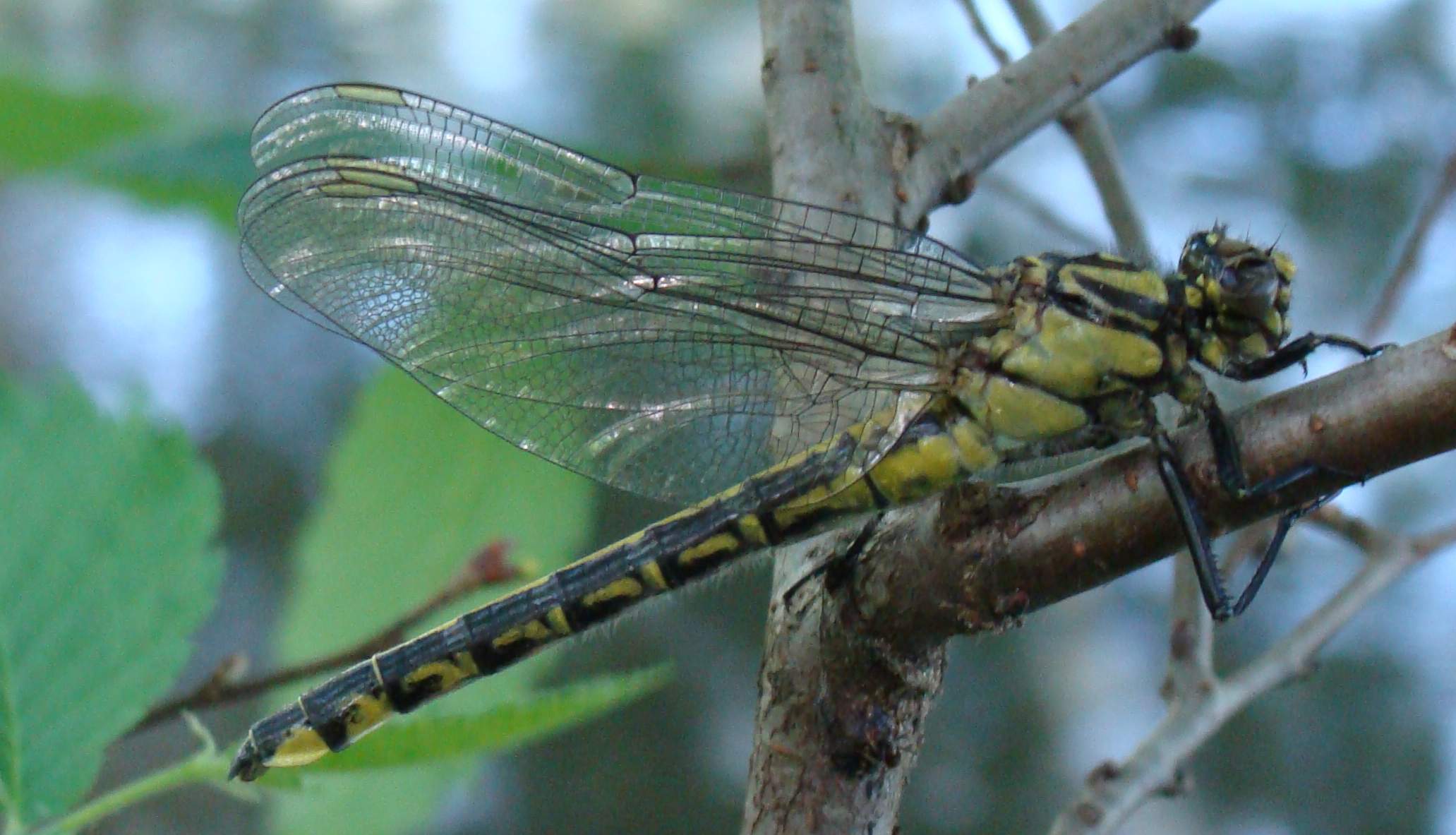 Odonata di Parco di Monza