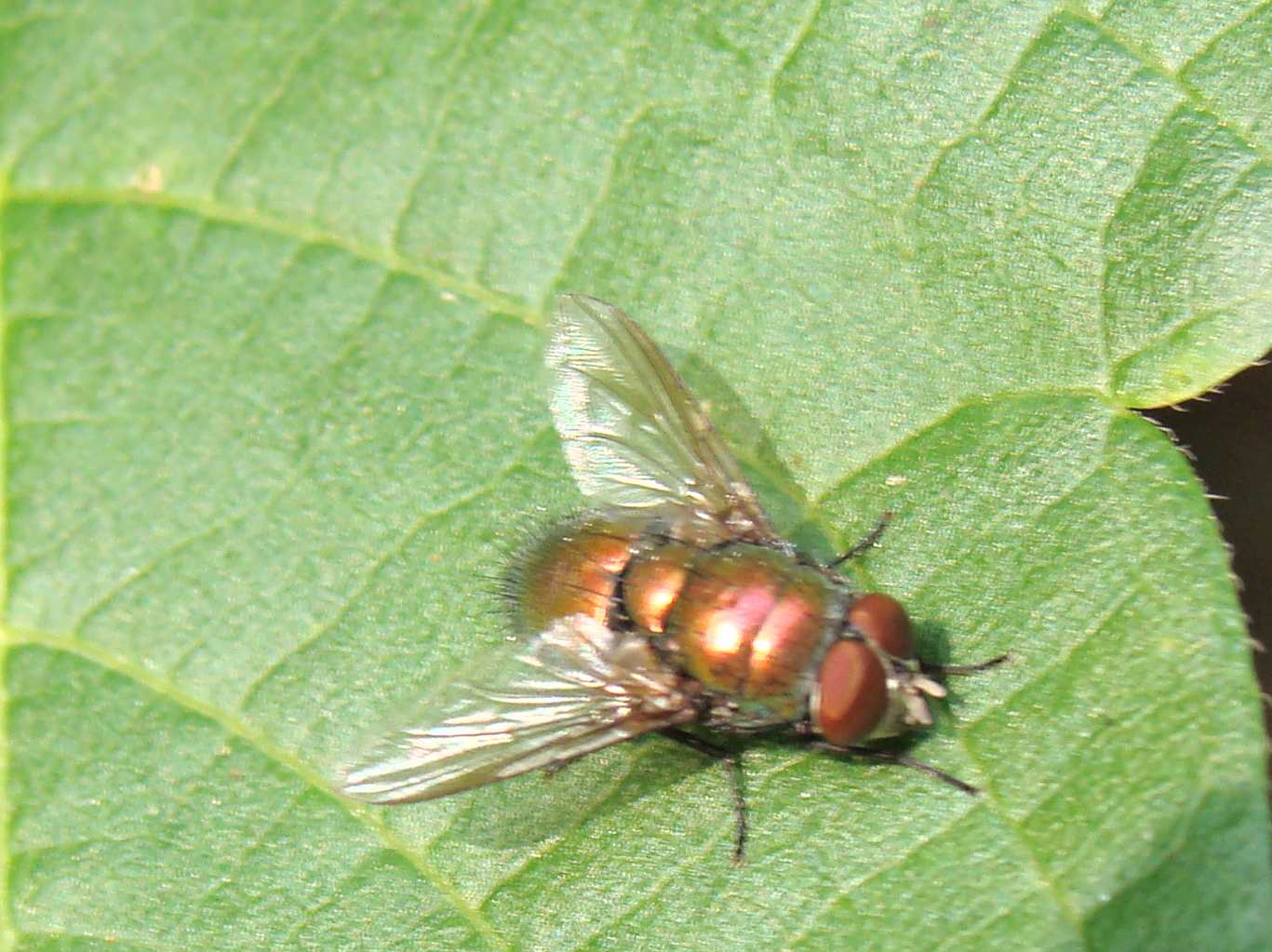 ID dittero