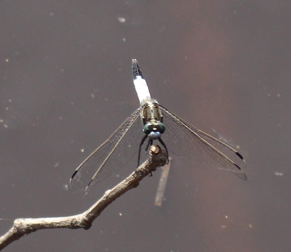 Odonata di Parco di Monza