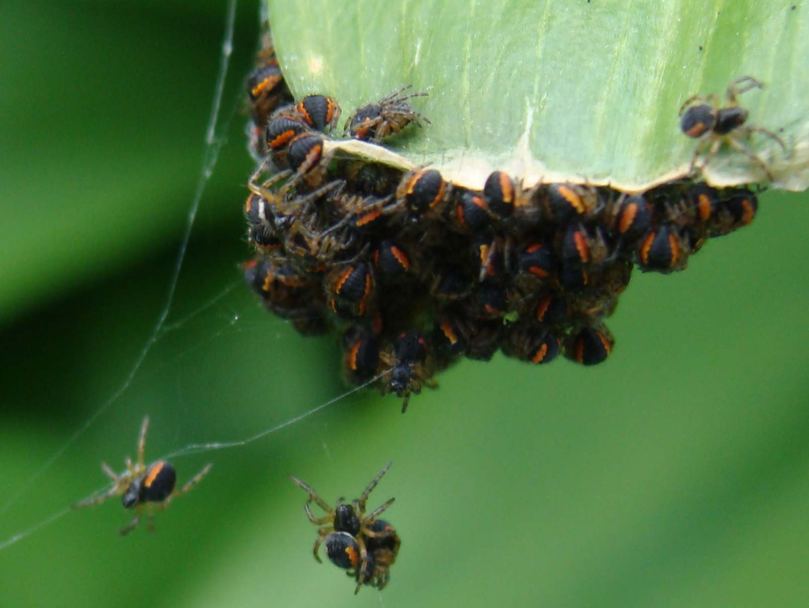 giovani ragni (Araneidae di colore insolito)