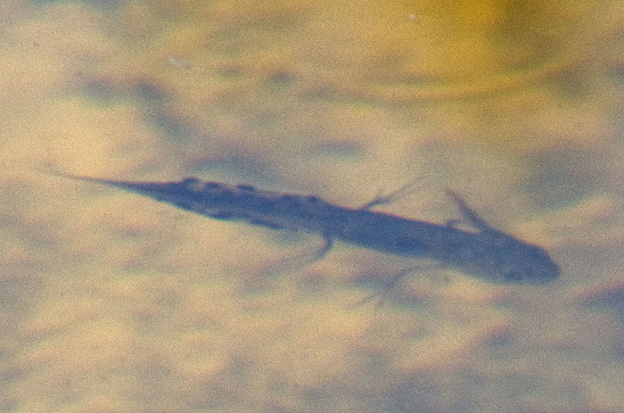 Tritoni? - Triturus carnifex, larva