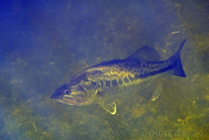 Branzino di lago:  persico trota o boccalone (Micropterus salmoides)