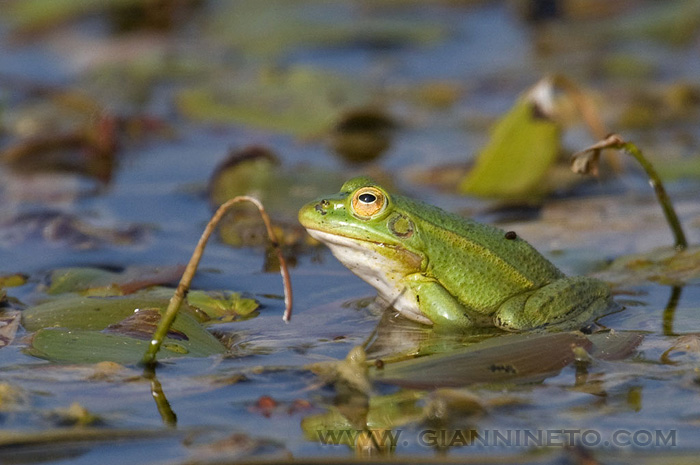 Rana verde - Pelophylax lessonae