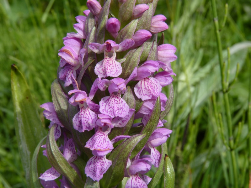 Determinazioni specie in torbiera