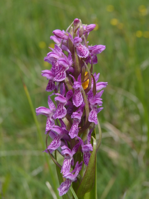 Determinazioni specie in torbiera