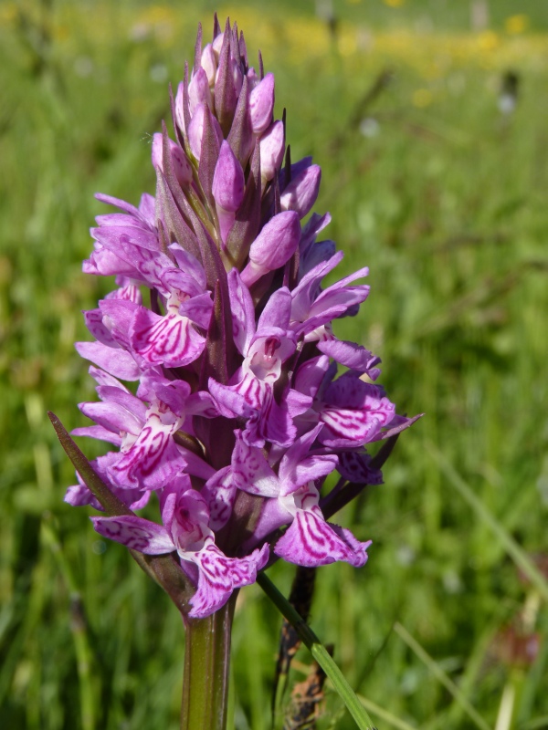 Determinazioni specie in torbiera