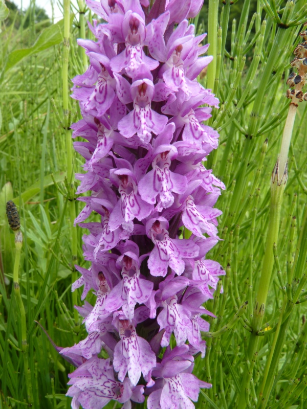 Determinazioni specie in torbiera