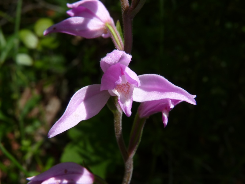 2 orchidee pratesi