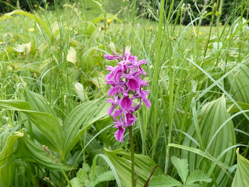 Dactylorhiza fuchsii var. rhodochila