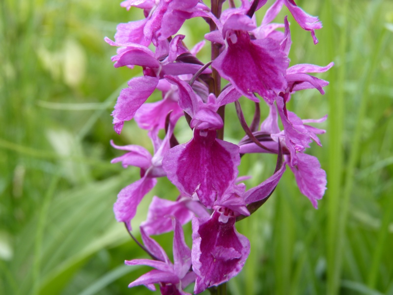 Dactylorhiza fuchsii var. rhodochila