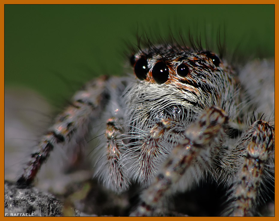 Philaeus crysops