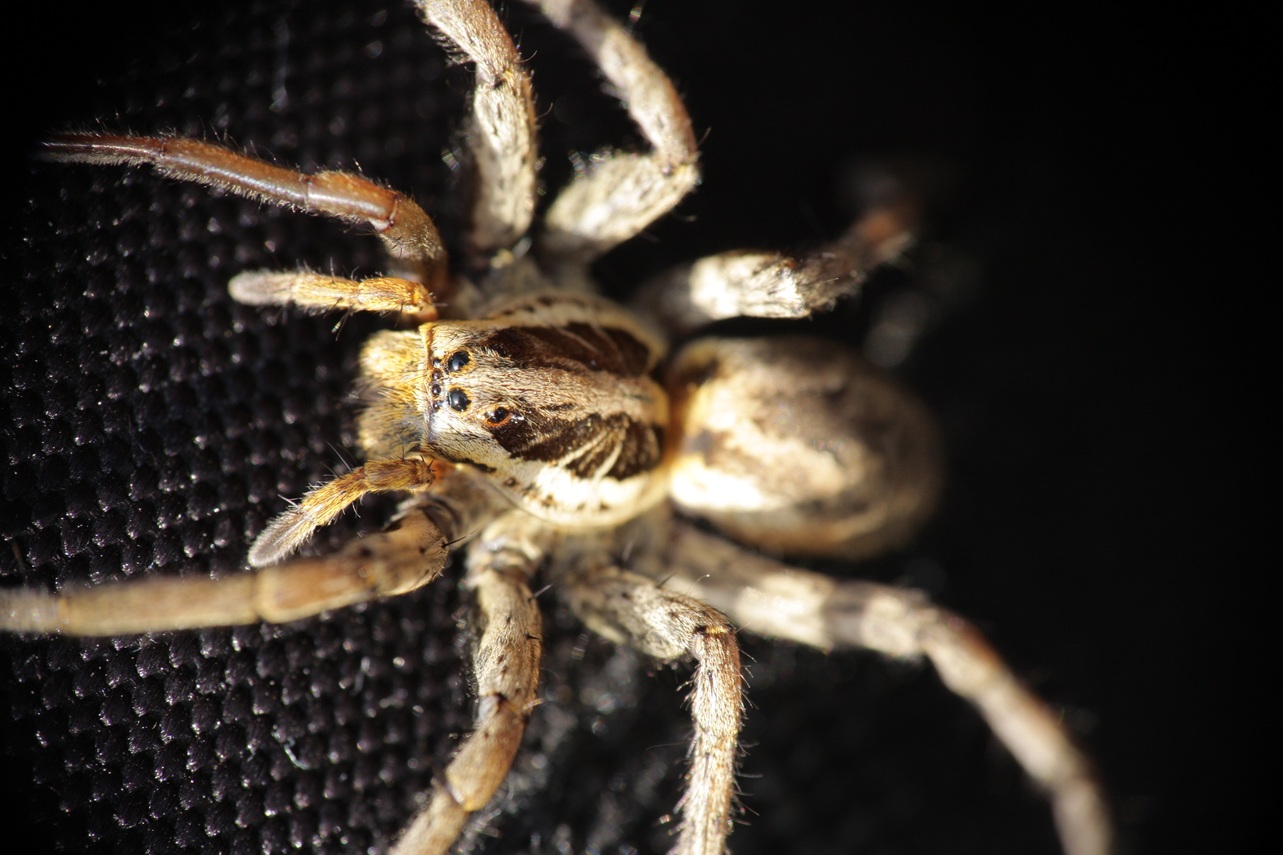 Hogna radiata