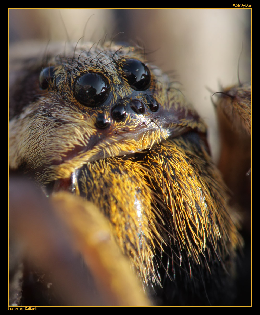 Hogna radiata