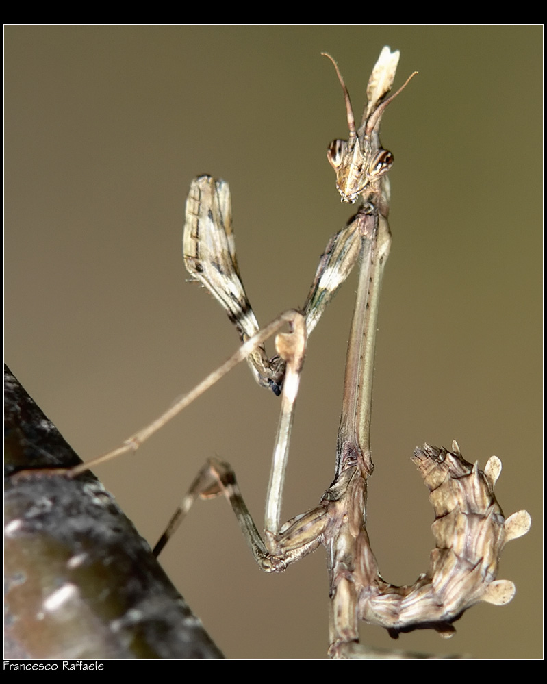 Empusa  (Mantodea)