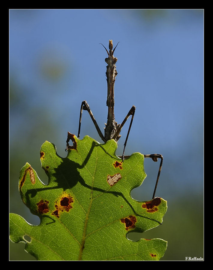 Empusa  (Mantodea)
