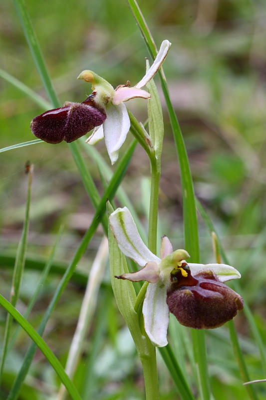 Ophrys incubacea o Ophrys exaltata ??