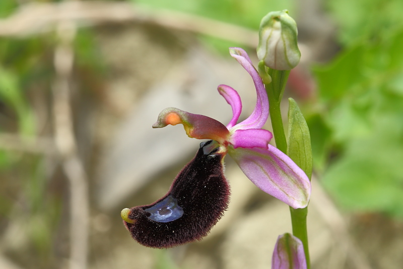 Ophrys bertolonii e suo simile