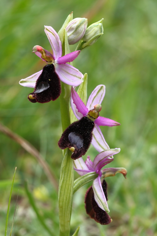 Ophrys bertolonii e suo simile