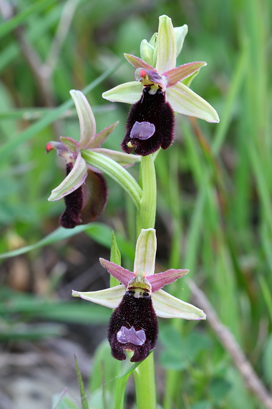 Ophrys bertolonii e suo simile