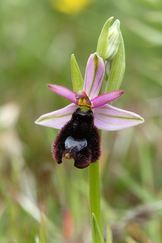 Ophrys bertolonii e suo simile